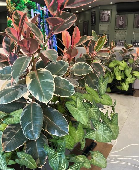 WhatsApp Image 2025-10-29 at 11.17.38 (3)